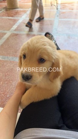 golden-retriever-pups-are-available-big-0