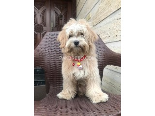 A lovely shipoo is looking for a new home