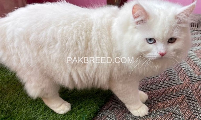 persian-cat-male-looking-for-new-home-big-0
