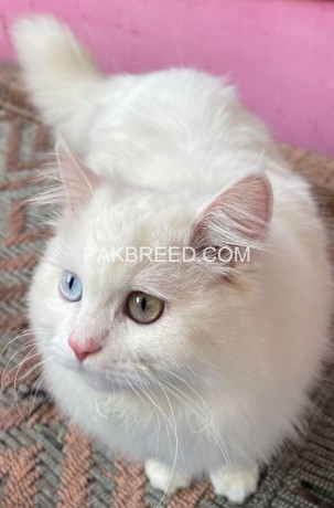 persian-cat-male-looking-for-new-home-big-1
