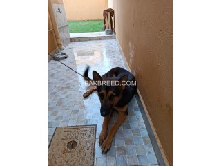 Female German Shepherd is looking for a new home.