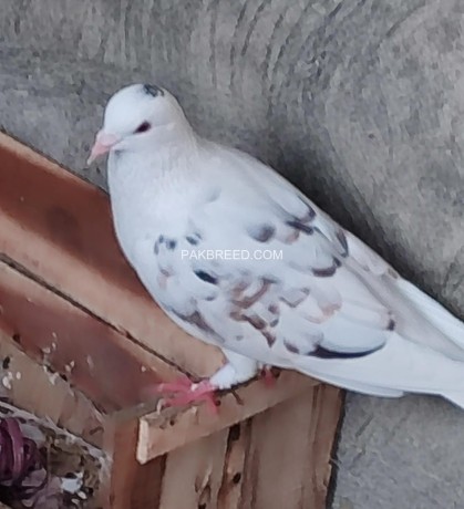 fancy-beautiful-pigeons-big-4