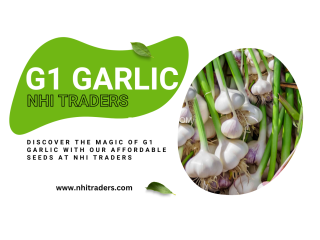 Premium G1 Garlic Seeds from NHI Traders at Unbeatable Prices
