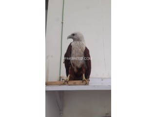 Brahminy Kite Red backed young 1eagle