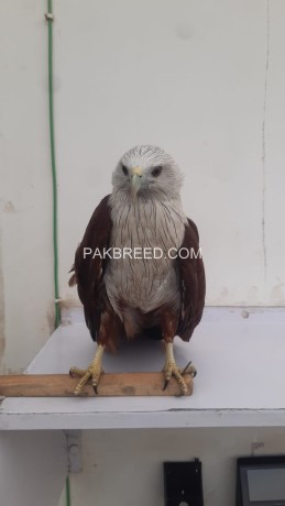brahminy-kite-red-backed-young-1eagle-big-1