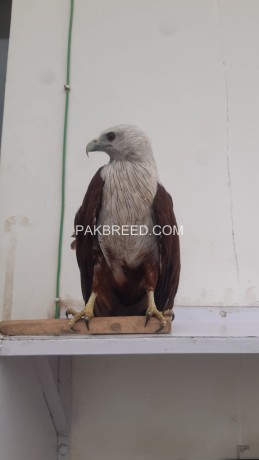 brahminy-kite-red-backed-young-1eagle-big-0