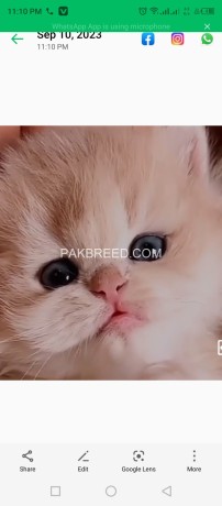 persian-kitten-big-0